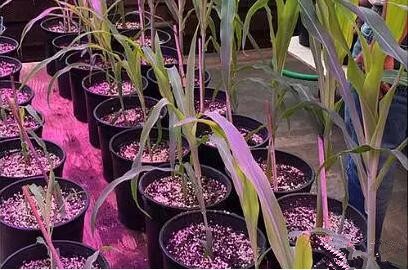 利用LED培育的玉米有(you)何(he)優勢？美國(guo)辳(nong)業部研究得